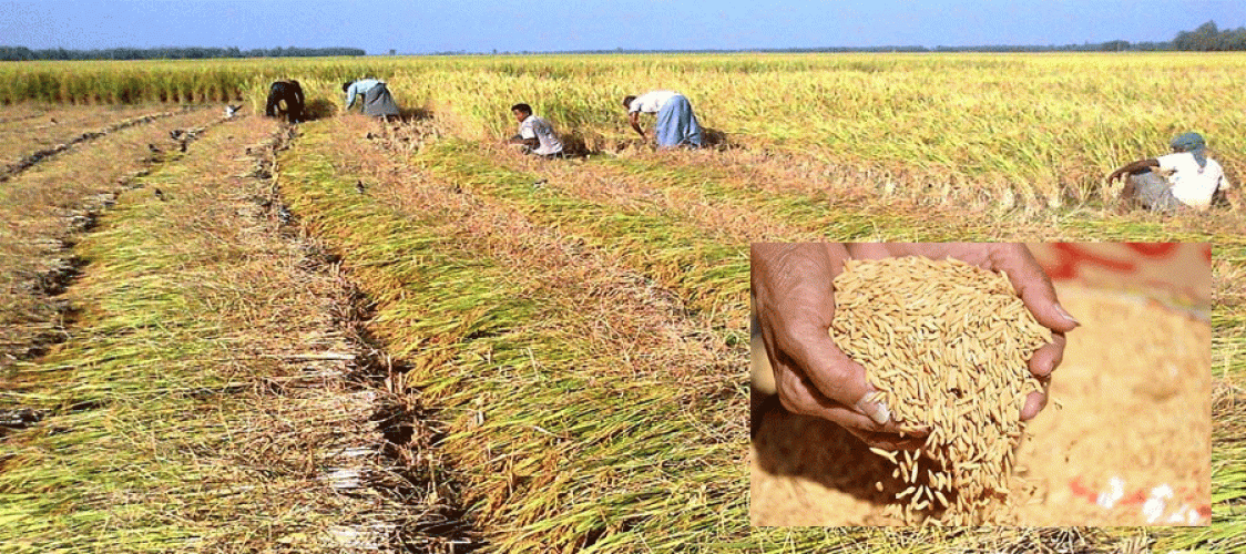 Bangladesh's Chittagong Food Department exceeds Aman procurement target