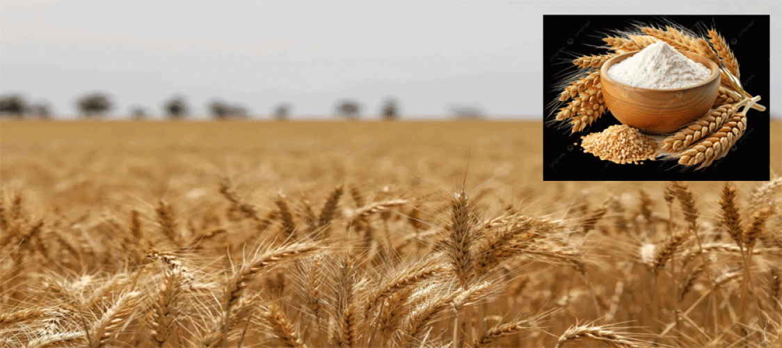 https://gfmdhaka.com/news/bumper-wheat-harvest-in-dinajpur-bangladesh