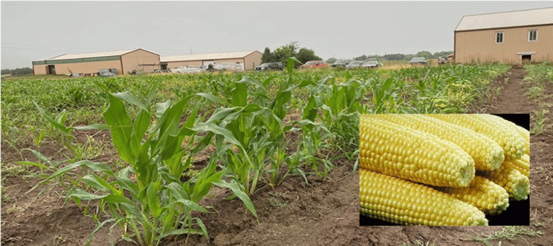 New method of producing sweet corn with less water helps farmers produce it more efficiently