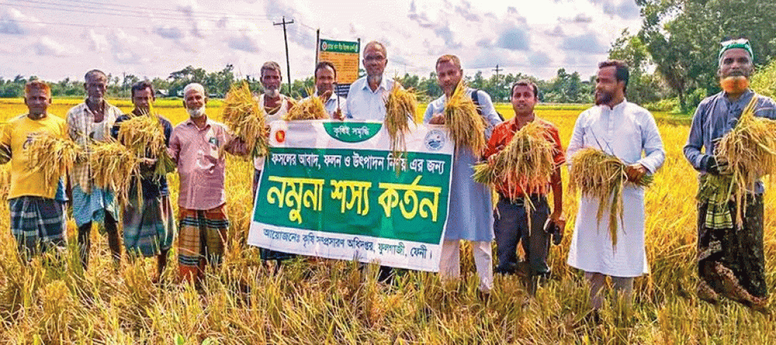 Boro paddy harvesting almost complete in Feni; production exceeds target