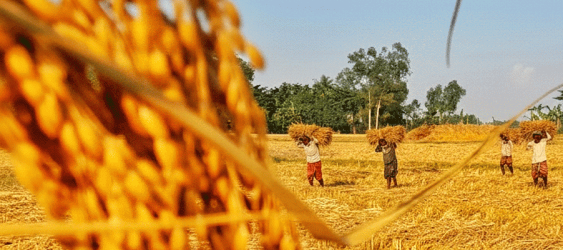 After continuous failures, success in paddy and rice procurement in Chittagong