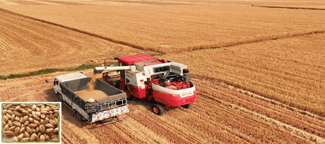 Asia Wheat Summary: Rain in May boosts Australian crop, high prices pressure demand